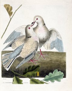 Zoologická mapa (ornitologie): Hrdlička hrdlička (holubice růžová a šedá nebo streptopelia roseogrisea). Ilustrace v „Dějiny ptáků, malované v jejich vzhledu a citlivých aspektech“ od Francoise Nicolase Martineta (1731-1800). Soukromá sbírka. od Francois Nicolas Martinet