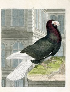 Zoologická mapa (ornitologie): Holub nonan nebo capuchone (zakrslý holub nebo columba livia). Ilustrace v „Dějiny ptáků, malované v jejich vzhledu a citlivých aspektech“ od Francoise Nicolase Martineta (1731-1800). Soukromá sbírka. od Francois Nicolas Martinet