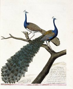 Zoologická mapa (ornitologie): Páv (modrý páv nebo pavo cristatus). Ilustrace v „Dějiny ptáků, malované v jejich vzhledu a citlivých aspektech“ od Francoise Nicolase Martineta (1731-1800). Soukromá sbírka. od Francois Nicolas Martinet