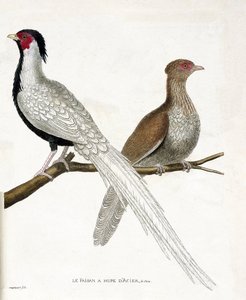 Zoologická mapa (ornitologie): Bažant má na větvi čínský ocelový hupe a jeho samičku (bažant stříbrný neboli Lophura nycthemera). Ilustrace v „Dějiny ptáků, malované v jejich vzhledových a citlivých aspektech“ od Francoise Nicolase Martiho od Francois Nicolas Martinet