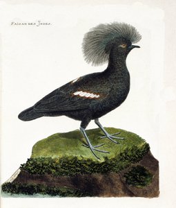 Zoologická mapa (ornitologie): Bažant Indie (goura koruna nebo goura cristata). Ilustrace v „Dějiny ptáků, malované v jejich vzhledu a citlivých aspektech“ od Francoise Nicolase Martineta (1731-1800). Soukromá sbírka. od Francois Nicolas Martinet