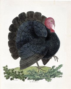 Zoologická mapa (ornitologie): Turecko (krocan domácí nebo Melaeagris gallopavo). Ilustrace v „Dějiny ptáků, malované v jejich vzhledu a citlivých aspektech“ od Francoise Nicolase Martineta (1731-1800) (rytina) od Francois Nicolas Martinet