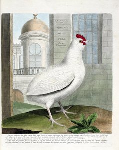 Zoologická mapa (ornitologie): Slepice virginská nebo slepice bez zadku (slepice domácí iu gallus gallus). Ilustrace v „Dějiny ptáků, malované v jejich vzhledu a citlivých aspektech“ od Francoise Nicolase Martineta (1731-1800). Soukromá sbírka. od Francois Nicolas Martinet