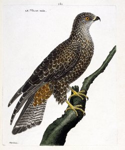 Zoologická mapa (ornitologie): černý milvus migrans na větvi. Ilustrace v „Dějiny ptáků, malované v jejich vzhledu a citlivých aspektech“ od Francoise Nicolase Martineta (1731-1800). Soukromá sbírka. od Francois Nicolas Martinet