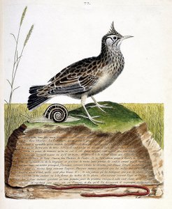 Zoologická mapa (ornitologie): cochevis (cochevis huppe nebo Galerida cristata). Ilustrace v „Dějiny ptáků, malované v jejich vzhledu a citlivých aspektech“ od Francoise Nicolase Martineta (1731-1800). Soukromá sbírka. od Francois Nicolas Martinet