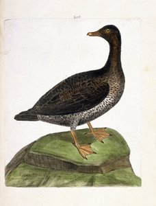 Zoologická mapa (ornitologie): samice kajky mořské (kajka chmýří nebo somateria mollissima). Ilustrace v „Dějiny ptáků, malované v jejich vzhledu a citlivých aspektech“ od Francoise Nicolase Martineta (1731-1800). Soukromá sbírka. od Francois Nicolas Martinet