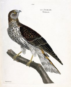Zoologická mapa (ornitologie): samice soubuse (busard saint martin nebo circus cyaneus) na větvi. Ilustrace v „Dějiny ptáků, malované v jejich vzhledu a citlivých aspektech“ od Francoise Nicolase Martineta (1731-1800). Soukromá sbírka. od Francois Nicolas Martinet