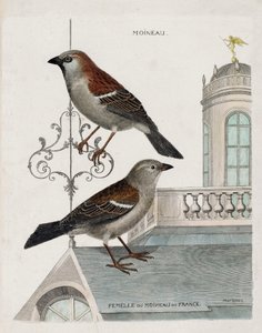 Zoologická mapa (ornitologie): shora dolů: Vrabec a samice vrabce francouzského (vrabec domácí nebo pass domesticus). Ilustrace v „Dějiny ptáků, malované v jejich vzhledových a citlivých aspektech“ od Francoise Nicolase Martineta od Francois Nicolas Martinet