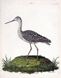 Zoologická mapa (ornitologie): Šedá bárka (červená bárka nebo limosa lapponica). Ilustrace v „Dějiny ptáků, malované v jejich vzhledu a citlivých aspektech“ od Francoise Nicolase Martineta (1731-1800). Soukromá sbírka. od Francois Nicolas Martinet
