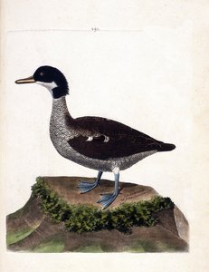 Zoologická mapa (ornitologie): čírka java (čírka šedá nebo anas gibberifrons). Ilustrace v „Dějiny ptáků, malované v jejich vzhledu a citlivých aspektech“ od Francoise Nicolase Martineta (1731-1800). Soukromá sbírka. od Francois Nicolas Martinet