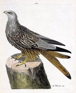 Zoologická mapa (ornitologie): samec Milan (královský nebo milvus milvus). Ilustrace v „Dějiny ptáků, malované v jejich vzhledu a citlivých aspektech“ od Francoise Nicolase Martineta (1731-1800). Soukromá sbírka. od Francois Nicolas Martinet