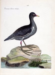 Zoologická mapa (ornitologie): samec vodníka (vodnice nebo gallinula chloropus). Ilustrace v „Dějiny ptáků, malované v jejich vzhledu a citlivých aspektech“ od Francoise Nicolase Martineta (1731-1800). Soukromá sbírka. od Francois Nicolas Martinet
