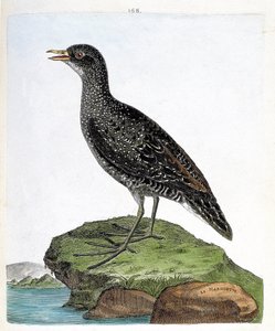 Zoologická mapa (ornitologie): marouette (marouette skvrnitá nebo porzana porzana). Ilustrace v „Dějiny ptáků, malované v jejich vzhledu a citlivých aspektech“ od Francoise Nicolase Martineta (1731-1800). Soukromá sbírka. od Francois Nicolas Martinet