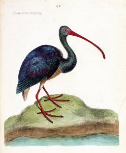 Zoologická mapa (ornitologie): hnědásek obecný (ibis falcinelle nebo plegadis falcinellus). Ilustrace v „Dějiny ptáků, malované v jejich vzhledu a citlivých aspektech“ od Francoise Nicolase Martineta (1731-1800). Soukromá sbírka. od Francois Nicolas Martinet
