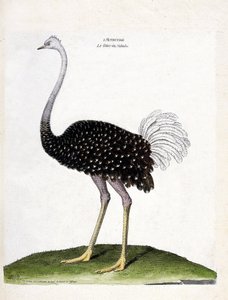 Zoologická mapa (ornitologie): pštros (struthio camelus). Ilustrace v „Dějiny ptáků, malované v jejich vzhledu a citlivých aspektech“ od Francoise Nicolase Martineta (1731-1800). Soukromá sbírka. od Francois Nicolas Martinet