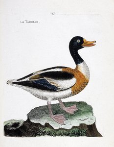 Zoologická mapa (ornitologie): tadorne (tadorne de belon nebo tadorna tadorna). Ilustrace v „Dějiny ptáků, malované v jejich vzhledu a citlivých aspektech“ od Francoise Nicolase Martineta (1731-1800). Soukromá sbírka. od Francois Nicolas Martinet
