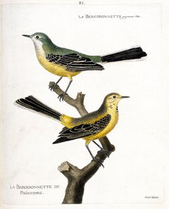 Zoologická mapa (ornitologie): samotná bergeronette a jarní bergeronette (jarní bergeronnette nebo motacilla flava) na větvi. Ilustrace v „Dějiny ptáků, malované v jejich vzhledových a citlivých aspektech“ od Francoise Nicolase Ma od Francois Nicolas Martinet