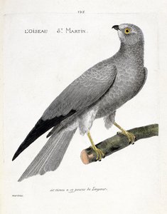 Zoologická mapa (ornitologie): pták saint martin (busard saint martin nebo circus cyaneus) na větvi. Ilustrace v „Dějiny ptáků, malované v jejich vzhledu a citlivých aspektech“ od Francoise Nicolase Martineta (1731-1800). Soukromá sbírka od Francois Nicolas Martinet