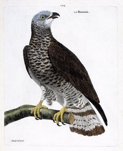 Zoologická mapa (ornitologie): bondree (azoživec bondree nebo pernis apivorus) na větvi. Ilustrace v „Dějiny ptáků, malované v jejich vzhledu a citlivých aspektech“ od Francoise Nicolase Martineta (1731-1800). Soukromá sbírka. od Francois Nicolas Martinet
