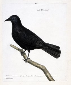Zoologická mapa (ornitologie): zelí (zelí z věží nebo corvus monedula) na větvi. Ilustrace v „Dějiny ptáků, malované v jejich vzhledu a citlivých aspektech“ od Francoise Nicolase Martineta (1731-1800). Soukromá sbírka. od Francois Nicolas Martinet