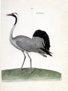 Zoologická mapa (ornitologie): jeřáb (jeřáb popelavý nebo grus grus) - Ilustrace v „Dějinách ptáků, malovaných v jejich zjevných a citlivých aspektech“ od Francoise Nicolase Martineta (1731-1800) - Soukromá sbírka od Francois Nicolas Martinet