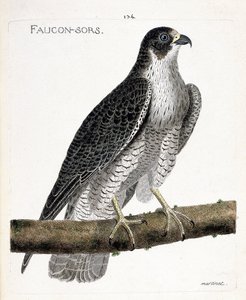 Zoologická mapa (ornitologie): sokol vychází nebo sokol (sokol pelerine nebo falco peregrinus) na větvi. Ilustrace v „Dějiny ptáků, malované v jejich vzhledu a citlivých aspektech“ od Francoise Nicolase Martineta (1731-1800). Pří od Francois Nicolas Martinet