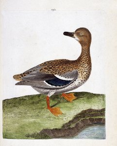 Zoologická mapa (ornitologie): samice kachny divoké (kachna divoká nebo anas platyrhynchos). Ilustrace v „Dějiny ptáků, malované v jejich vzhledu a citlivých aspektech“ od Francoise Nicolase Martineta (1731-1800). Soukromá sbírka. od Francois Nicolas Martinet