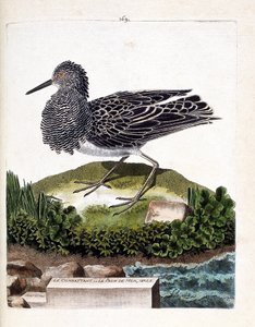 Zoologická mapa (ornitologie): bojovník nebo samec mořského páva (bojovník se liší nebo philomachus pugnax). Ilustrace v „Dějiny ptáků, malované v jejich vzhledu a citlivých aspektech“ od Francoise Nicolase Martineta (1731-1800). Soukromá vysoká škola od Francois Nicolas Martinet