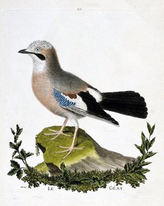 Zoologická mapa (ornitologie): geay (kanál sojka nebo garrulus glandarius). Ilustrace v „Dějiny ptáků, malované v jejich vzhledu a citlivých aspektech“ od Francoise Nicolase Martineta (1731-1800). Soukromá sbírka. od Francois Nicolas Martinet