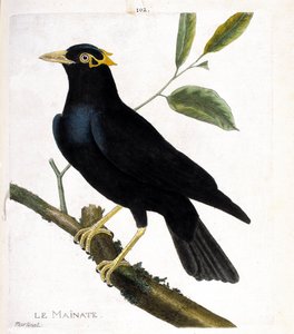 Zoologická mapa (ornitologie): mainate (náboženský mainate nebo gracula religiosa) na větvi. Ilustrace v „Dějiny ptáků, malované v jejich vzhledu a citlivých aspektech“ od Francoise Nicolase Martineta (1731-1800). Soukromá sbírka. od Francois Nicolas Martinet