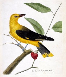 Zoologická mapa (ornitologie): samec loriota francouzského (loriot evropský nebo oriolus oriolus) na větvi. Ilustrace v „Dějiny ptáků, malované v jejich vzhledu a citlivých aspektech“ od Francoise Nicolase Martineta (1731-1800). Soukromá sbírka od Francois Nicolas Martinet