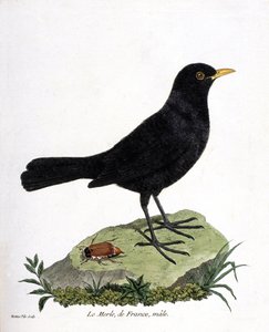Zoologická mapa (ornitologie): samec kosa (kos černý nebo turdus merula). Ilustrace v „Dějiny ptáků, malované v jejich vzhledu a citlivých aspektech“ od Francoise Nicolase Martineta (1731-1800). Soukromá sbírka. od Francois Nicolas Martinet
