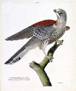 Zoologická mapa (ornitologie): samec řeřichy (jestřáb obecný nebo falco tinnunculus) na větvi. Ilustrace v „Dějiny ptáků, malované v jejich vzhledu a citlivých aspektech“ od Francoise Nicolase Martineta (1731-1800). Soukromá sbírka. od Francois Nicolas Martinet
