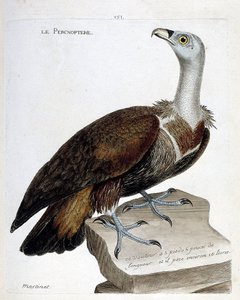 Zoologická mapa (ornitologie): percnoptere (sup plavý nebo fulvus gyps). Ilustrace v „Dějiny ptáků, malované v jejich vzhledu a citlivých aspektech“ od Francoise Nicolase Martineta (1731-1800). Soukromá sbírka. od Francois Nicolas Martinet