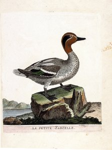 Zoologická mapa (ornitologie): čírka malá (čírka zimní nebo anas crecca). Ilustrace v „Dějiny ptáků, malované v jejich vzhledu a citlivých aspektech“ od Francoise Nicolase Martineta (1731-1800). Soukromá sbírka. od Francois Nicolas Martinet