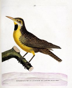 Zoologická mapa (ornitologie): špaček lousiana (pretsturnella nebo sturnella magna) na větvi. Ilustrace v „Dějiny ptáků, malované v jejich vzhledu a citlivých aspektech“ od Francoise Nicolase Martineta (1731-1800). Soukromá sbírka od Francois Nicolas Martinet
