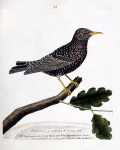 Zoologická mapa (ornitologie): špaček nebo sansonet (špaček nebo sturnus vulgaris) na větvi. Ilustrace v „Dějiny ptáků, malované v jejich vzhledu a citlivých aspektech“ od Francoise Nicolase Martineta (1731-1800). Soukromá sbírka. od Francois Nicolas Martinet