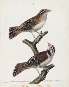 Zoologická mapa (ornitologie): vrabec lesní nebo reliéf (Hudson vrabec nebo spizea arborea) a jeho samice (vrabec reliéfní nebo petronia petronia). Ilustrace v „Dějiny ptáků, malované v jejich vzhledu a citlivých aspektech“ od Franca od Francois Nicolas Martinet