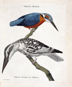 Zoologická mapa (ornitologie): shora dolů: Martin pecheur (martin pecheur d