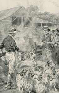 Ovčí stanice na Canterbury Plains od Frank Dadd