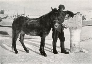 Gran With Mule Lal Khan, c1911, 1913 od Frank Debenham