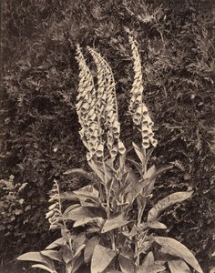 Foxgloves,c. 1860 (foto)