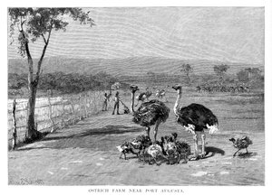 Pštrosí farma poblíž Port Augusta, Jižní Austrálie, 1886 od Frank P. Mahony