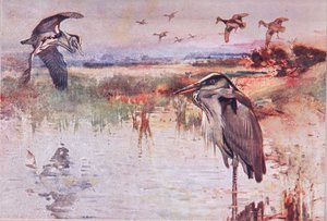 Volavka, ilustrace z Wild Nature & Country Life vydané nakladatelstvím Hodder & Stoughton, c.1910 od Frank Southgate