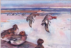 Widgeons, ilustrace z Wild Nature & Country Life vydané nakladatelstvím Hodder & Stoughton, c.1910