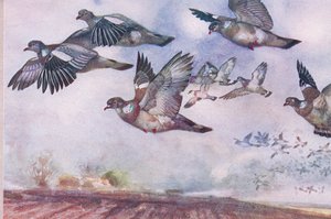 Holubi hřivnáči v letu, ilustrace z Wild Nature & Country Life vydané nakladatelstvím Hodder & Stoughton, kolem roku 1910