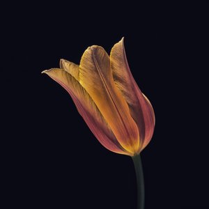 Zářivě oranžový tulipán od Frank Ulrich Gandenberger