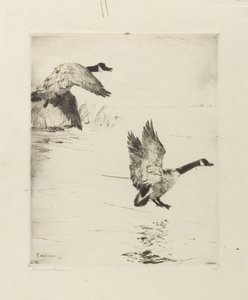 Vystupující husy od Frank Weston Benson