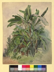 Schönbrunn - Studie rostlin od Franz Alt