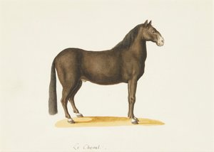 Kůň (akvarel) od Franz Anton von (attr.to) Scheidel